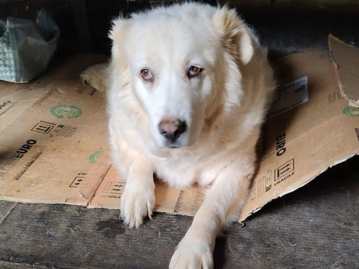 Adotta il cane Bruna a Roma