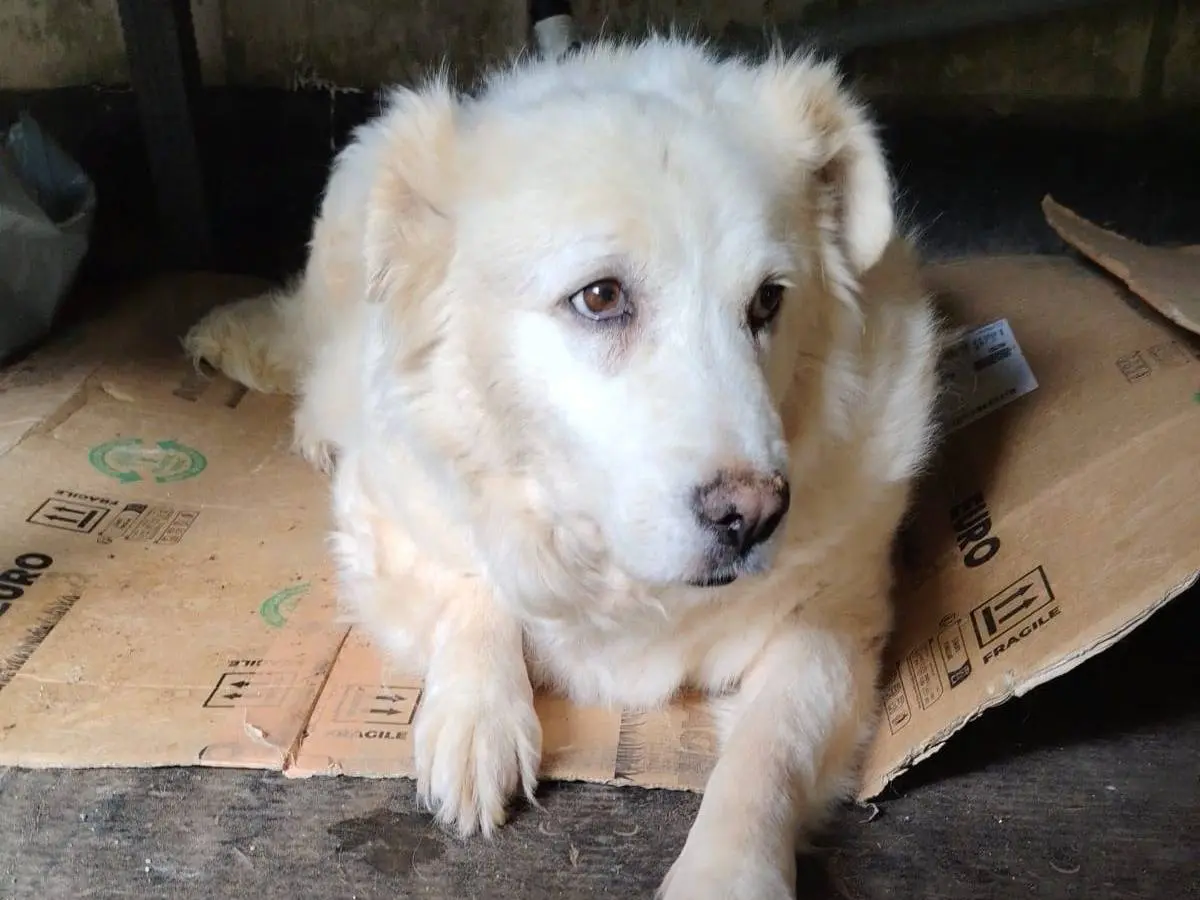 Adotta un cane, femmina, 6 anni e 6 mesi, Roma