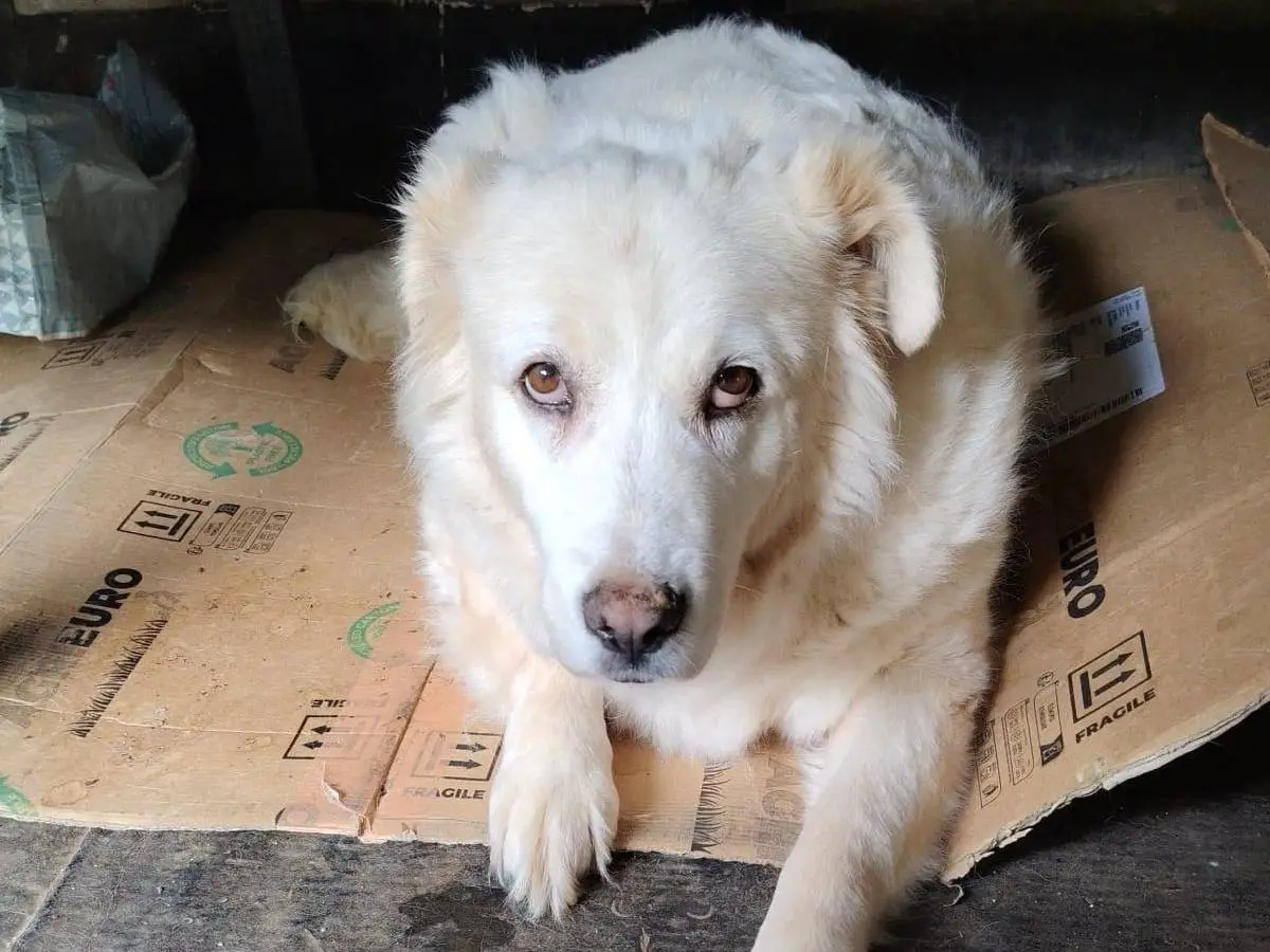 Adozione cane, femmina, Razza sconosciuta Razza sconosciuta, 6 anni e 6 mesi, taglia grande, Roma