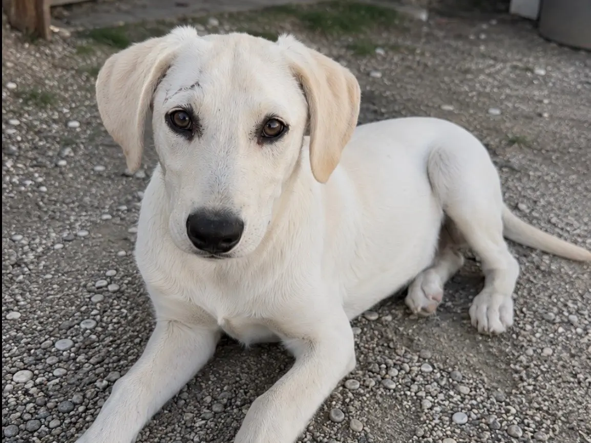 Adozione cane, femmina, Razza sconosciuta Razza sconosciuta, 8 mesi, taglia media, Genova