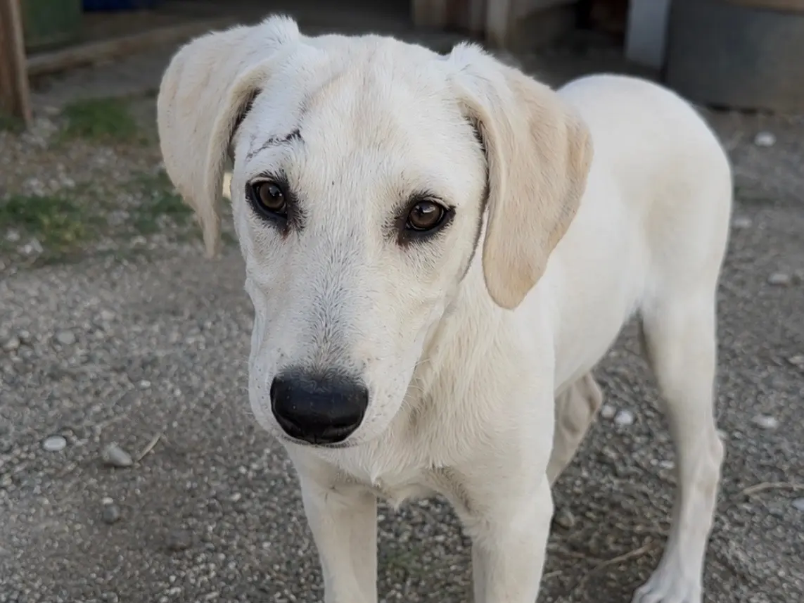 Adotta un cane, femmina, 8 mesi, Genova