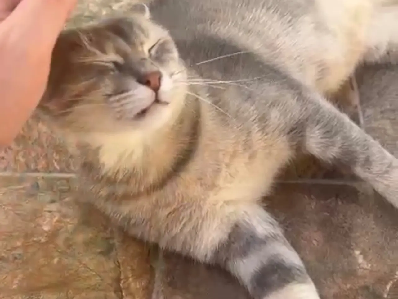 Adozione gatto, femmina, Razza sconosciuta Razza sconosciuta, 2 anni e 1 mese, taglia non valida, Avellino