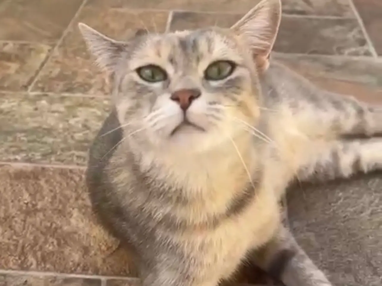 Adotta un gatto, femmina, 2 anni e 1 mese, Avellino