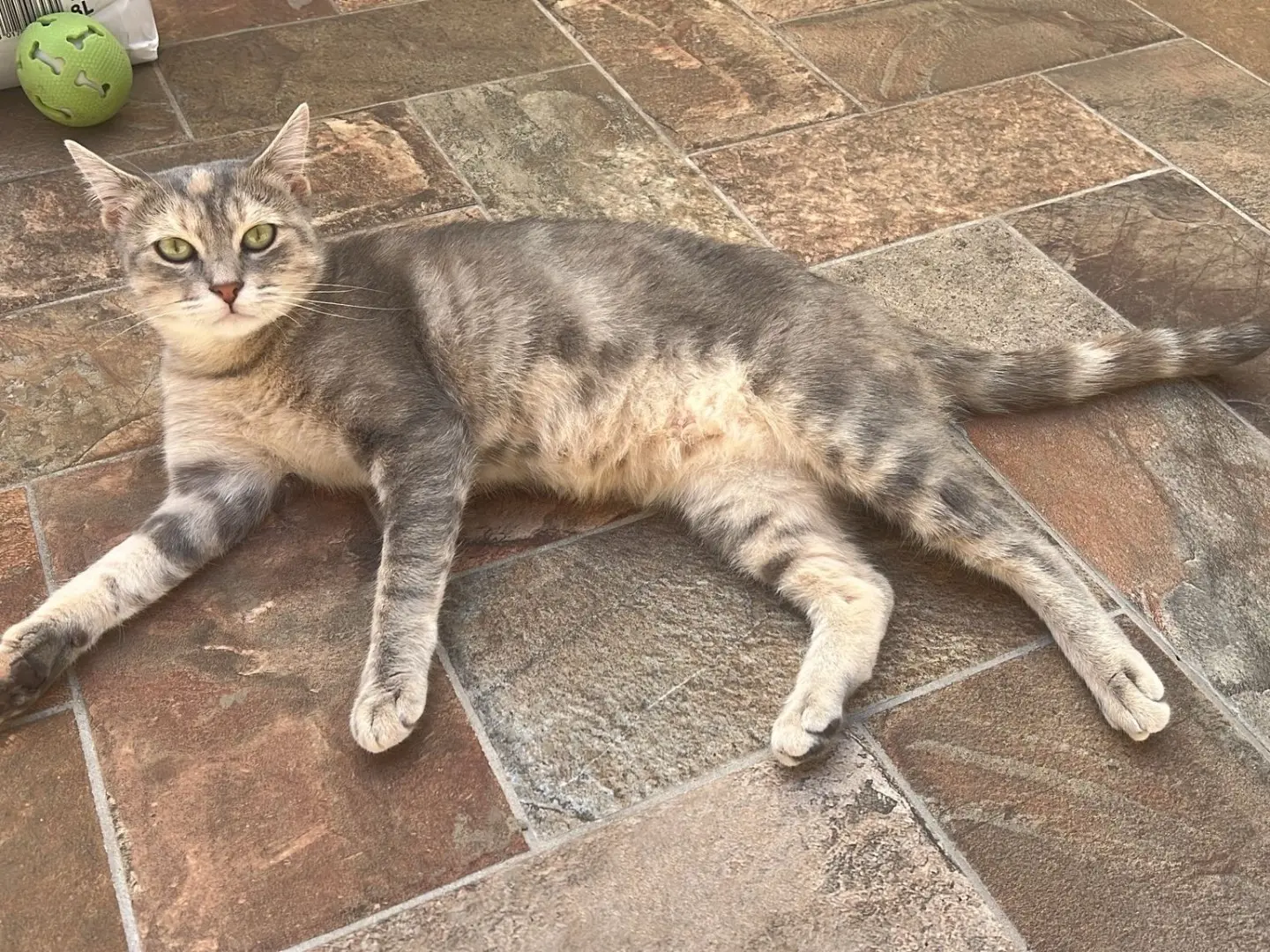 Adotta il gatto Chicca Antonia a Avellino
