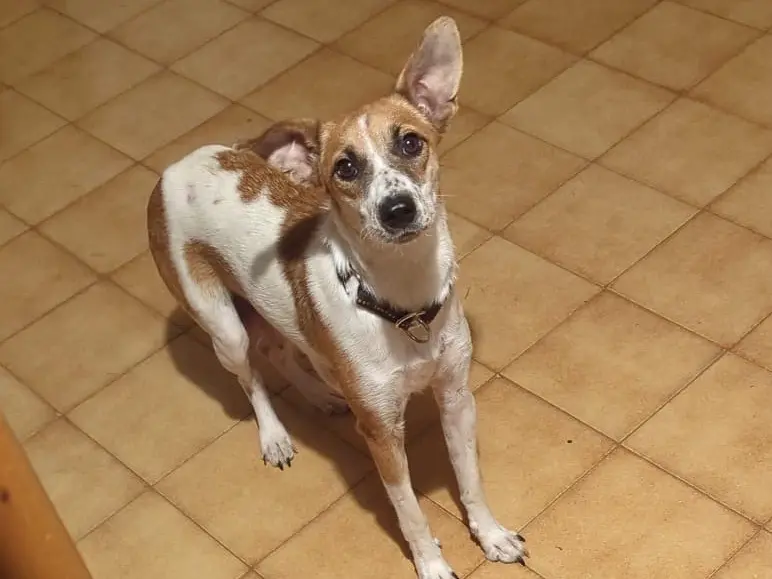 Adotta un cane, femmina, 1 anno e 1 mese, Torino