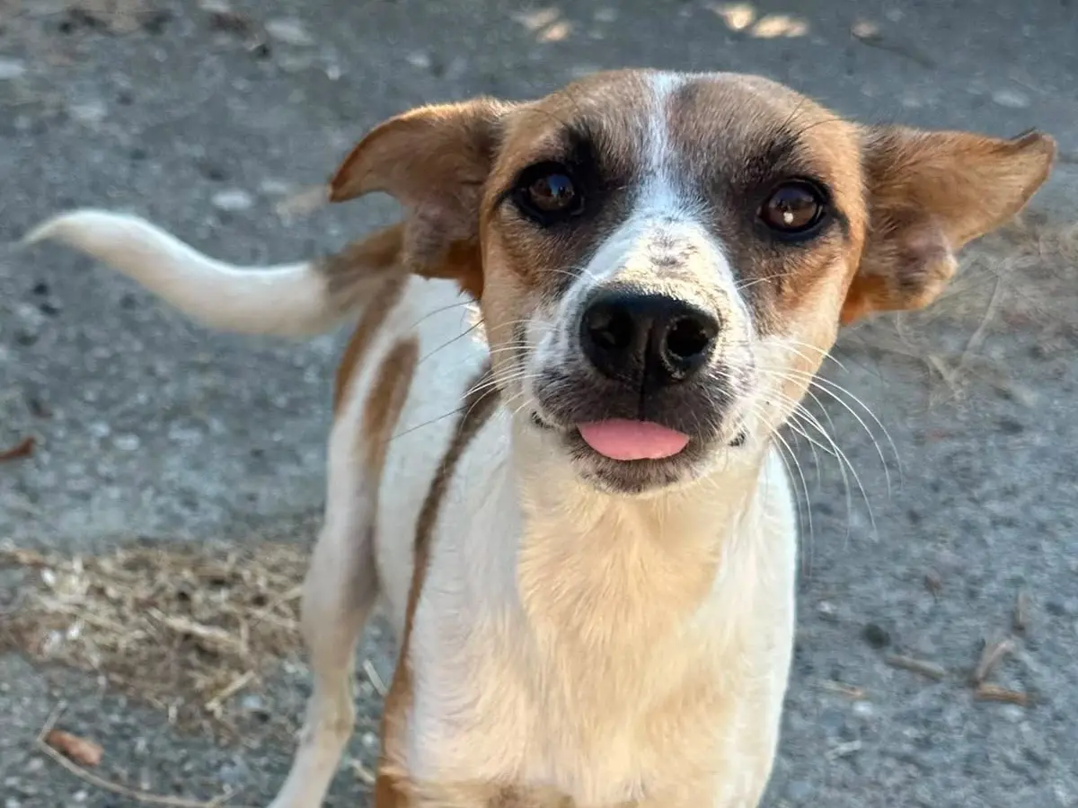 Adozione cane, femmina, Razza sconosciuta Razza sconosciuta, 1 anno e 1 mese, taglia piccola, Torino