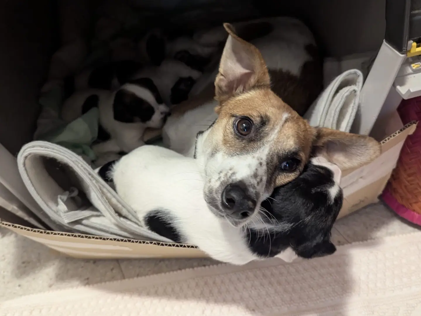 Adotta un cane, taglia piccola, femmina, Torino