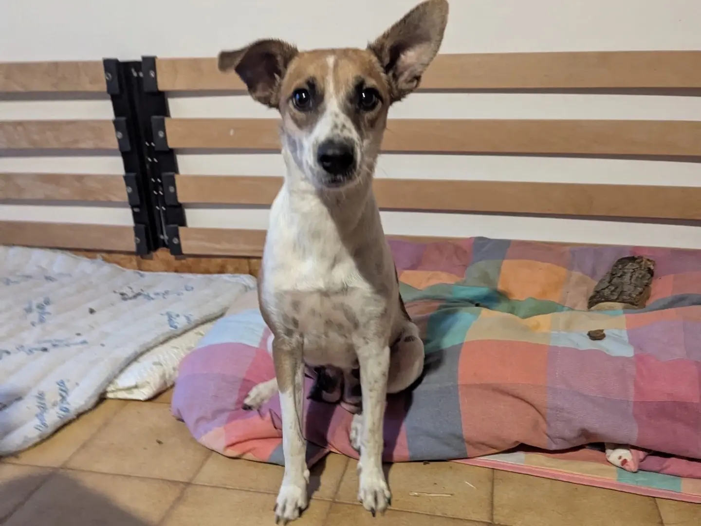 Vuoi adottare un cane a Torino?