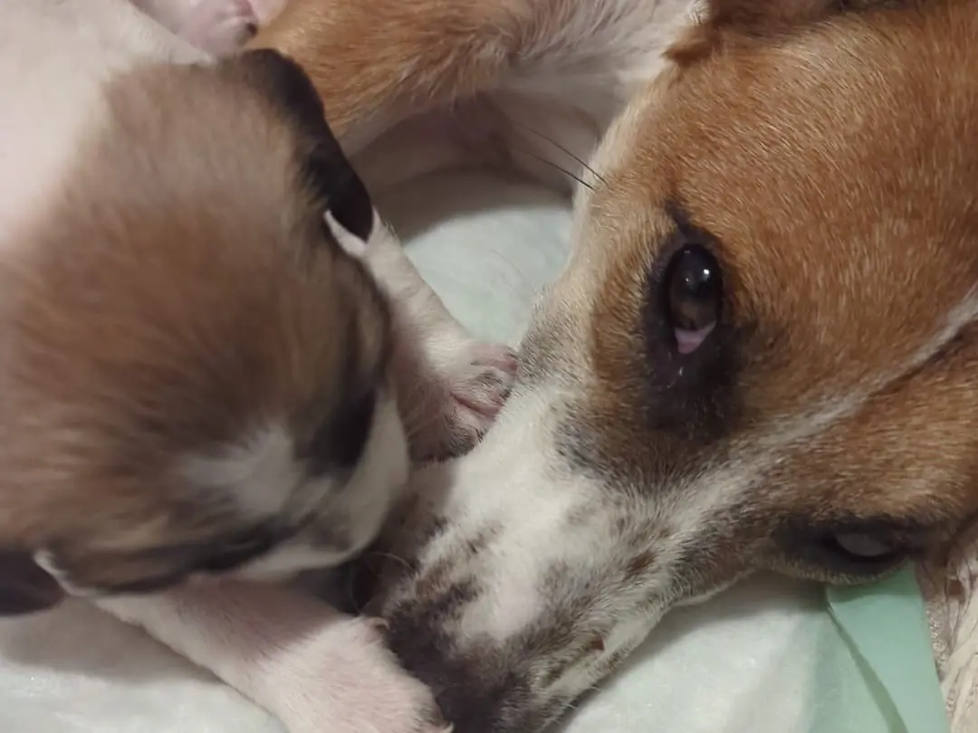 Adotta il cane MOLLY a Torino