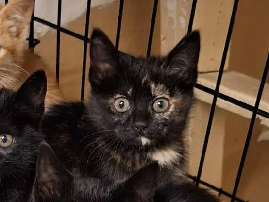 Adozione gatto, femmina, Razza sconosciuta Razza sconosciuta, 8 mesi, taglia non valida, Genova