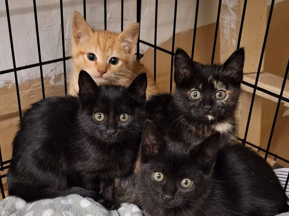 Adotta un gatto, taglia non valida, femmina, Genova
