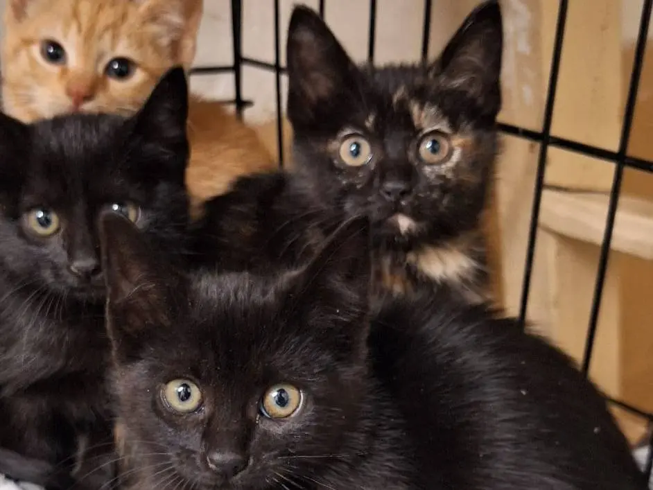 Adotta un gatto, femmina, 8 mesi, Genova