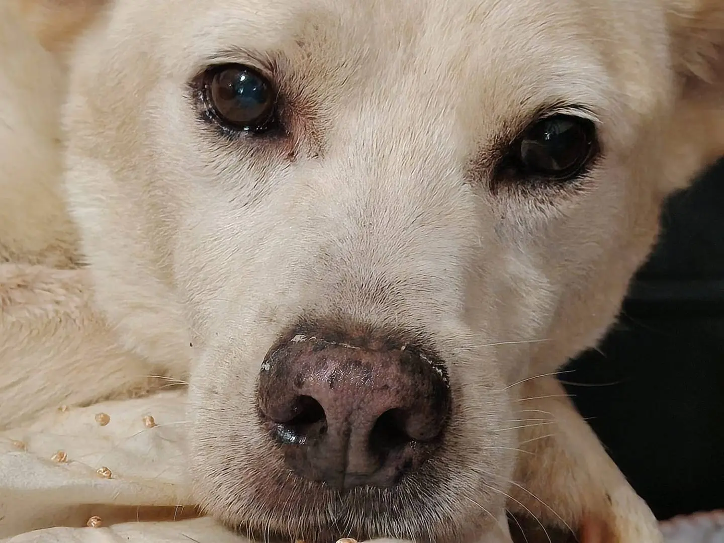 Adozione cane, maschio, Razza sconosciuta Razza sconosciuta, 13 anni e 6 mesi, taglia media contenuta, Roma