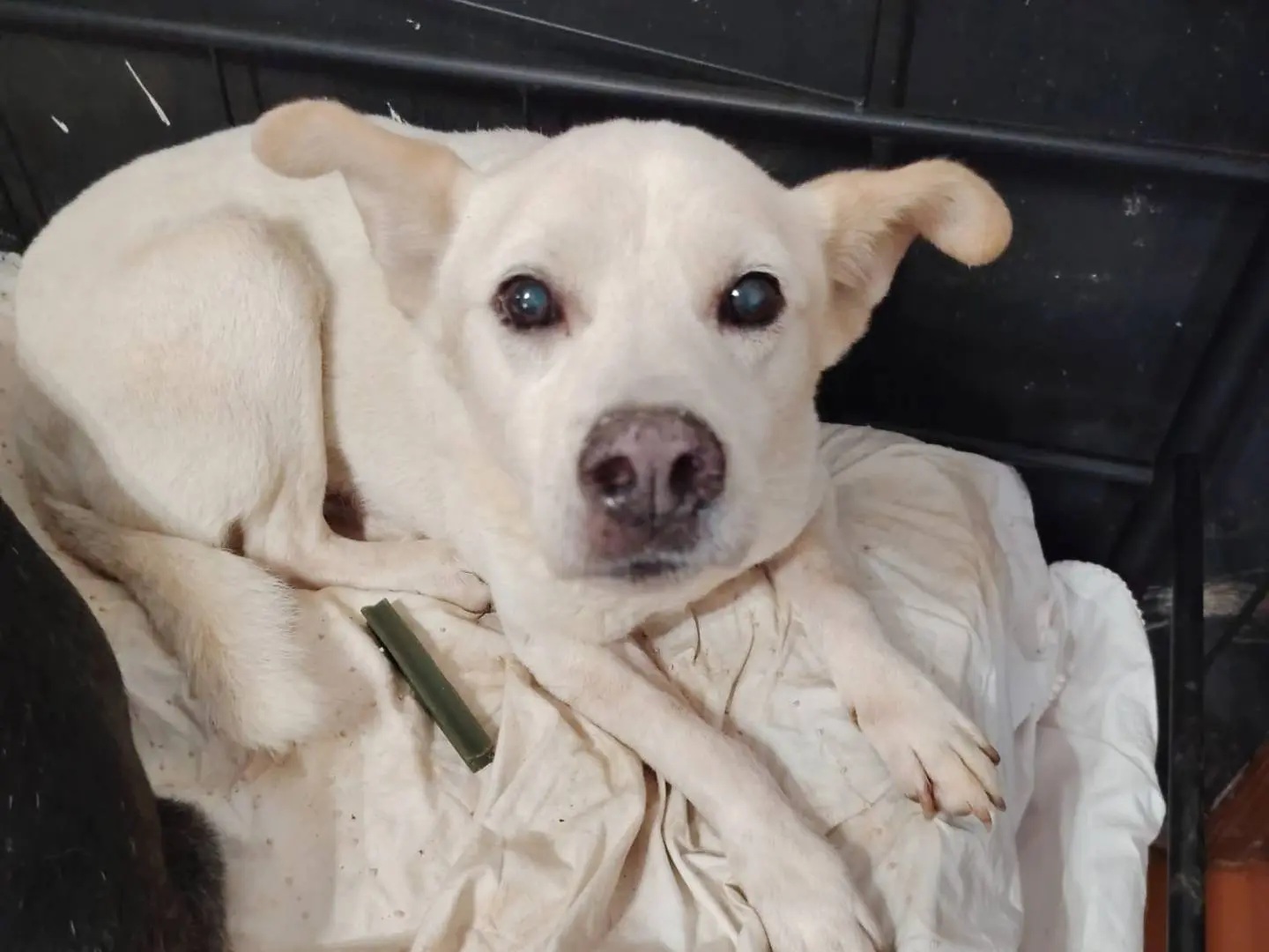 Adotta un cane, maschio, 13 anni e 6 mesi, Roma
