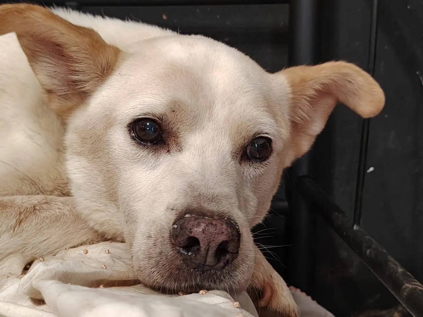 Adotta un cane, taglia media contenuta, maschio, Roma