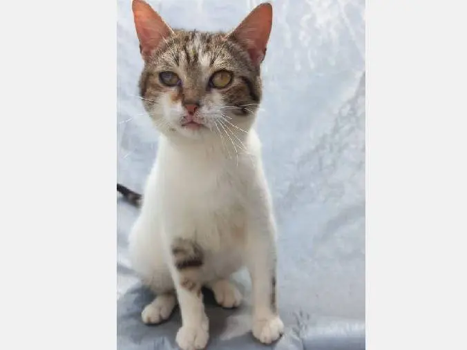 Adotta un gatto, maschio, 9 mesi, Palermo