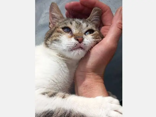 Adozione gatto, maschio, Razza sconosciuta Razza sconosciuta, 9 mesi, taglia non valida, Palermo