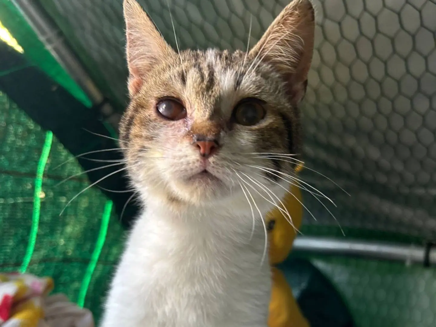 Adotta un gatto, taglia non valida, maschio, Palermo