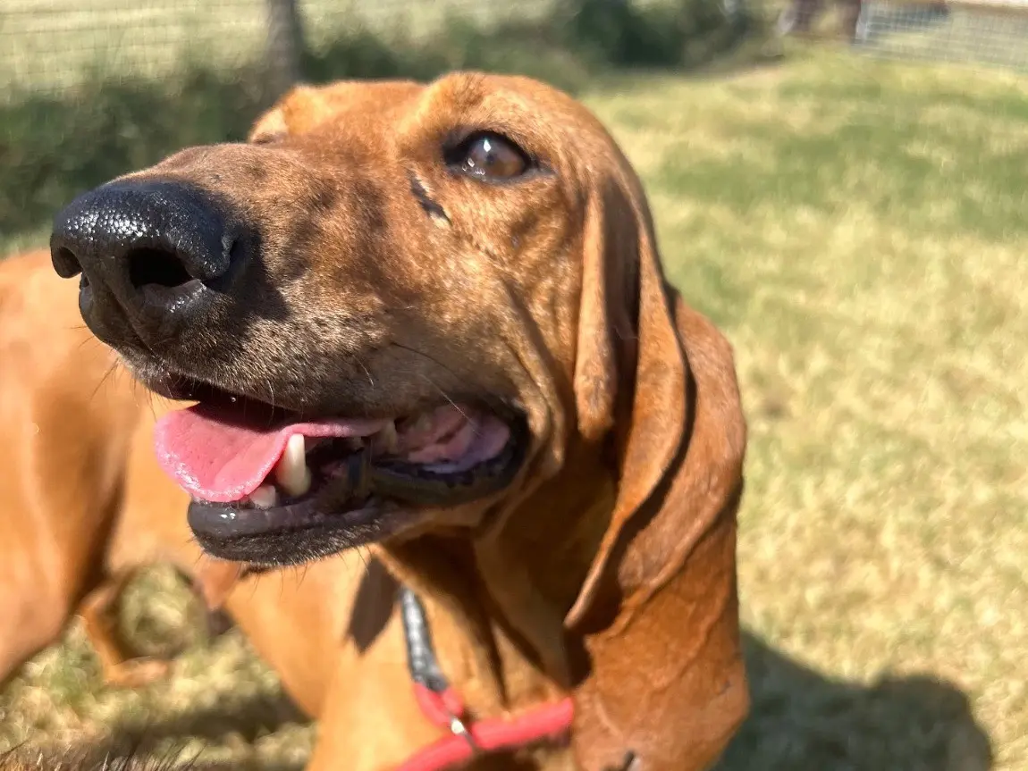 Adotta il cane Sega a Latina