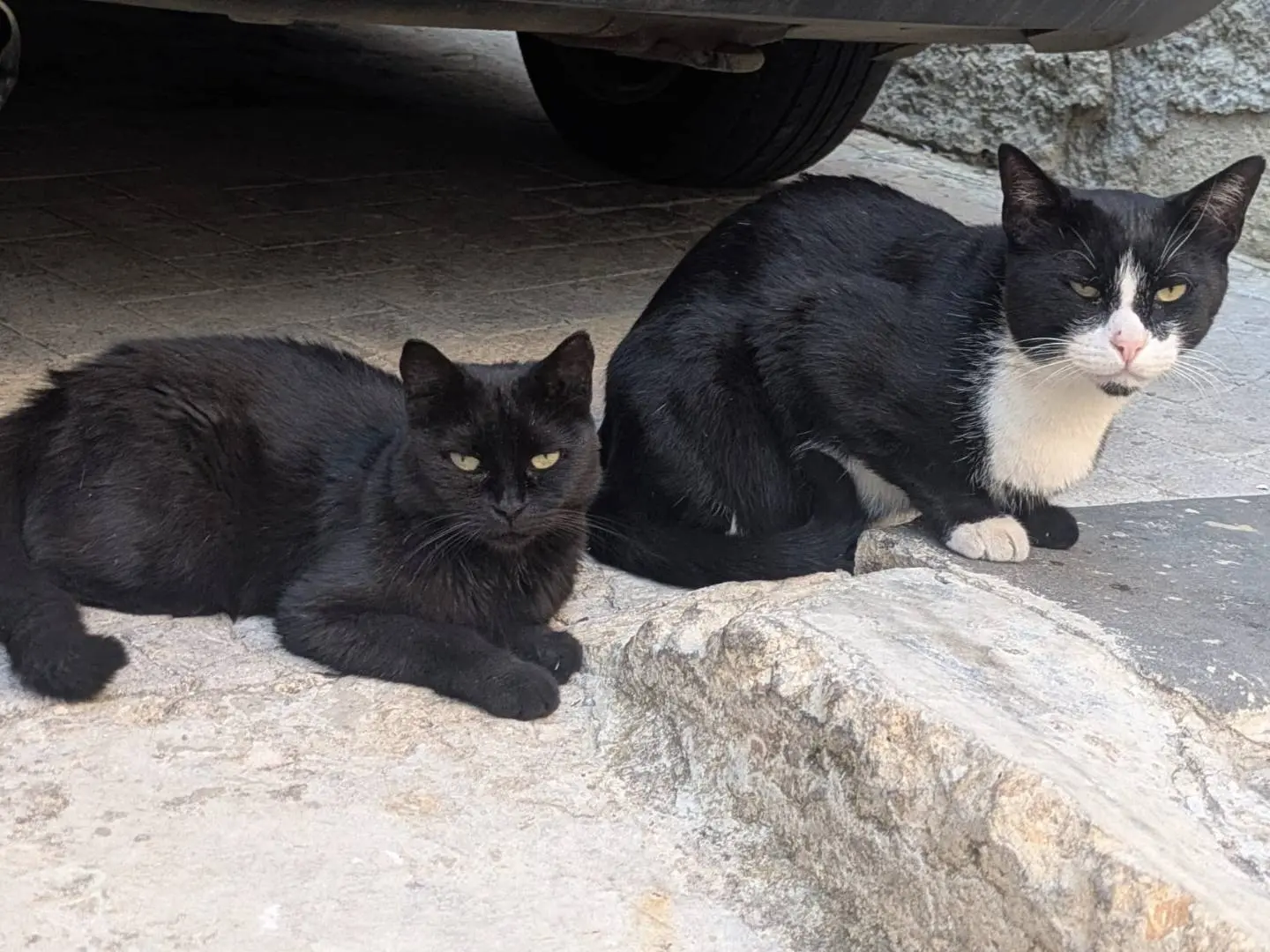 Foto 1 dell'animale