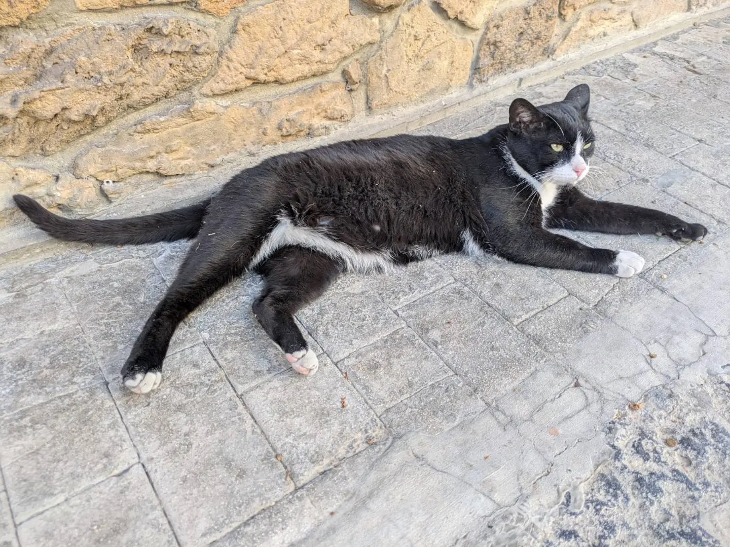 Foto 2 dell'animale