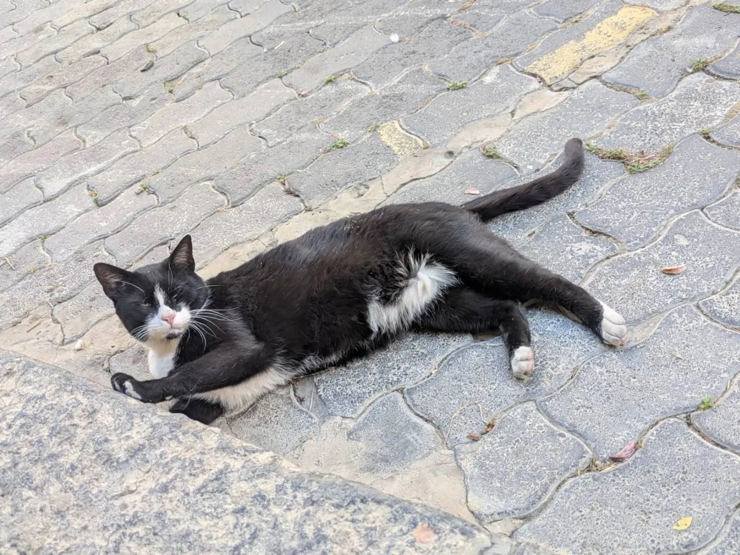 Vuoi adottare un gatto a Catania?