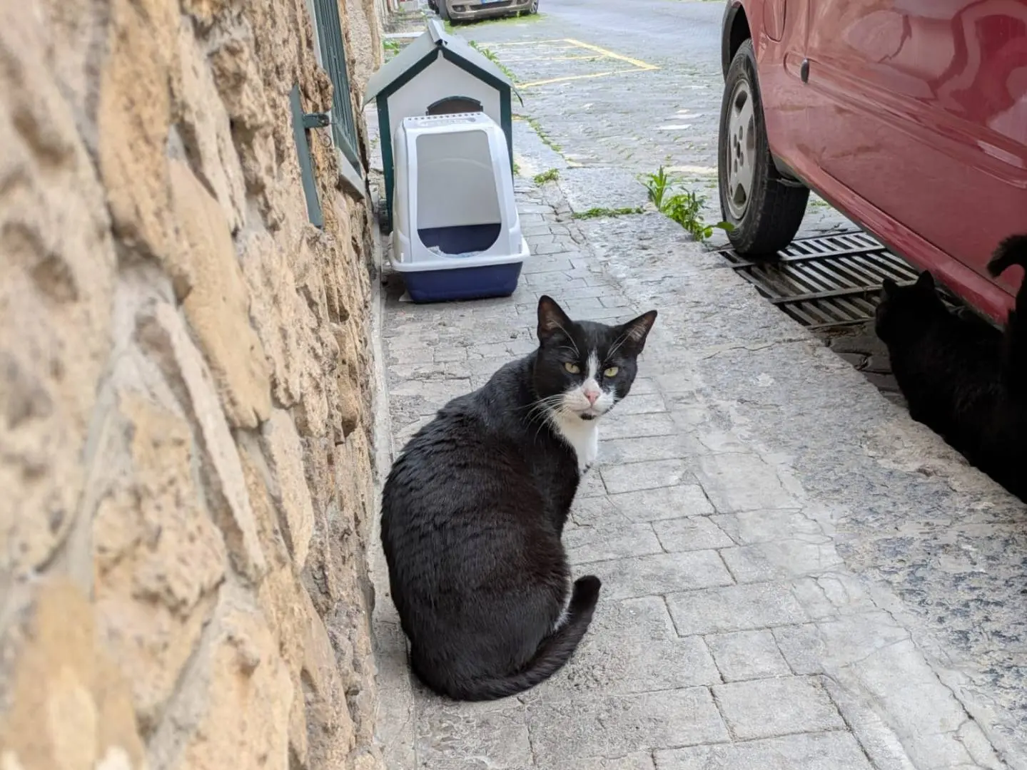 Adotta un gatto, taglia non valida, maschio, Catania
