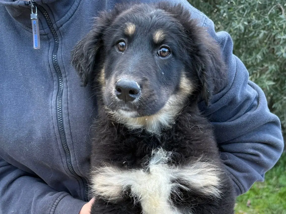 Adozione cane, femmina, Razza sconosciuta Razza sconosciuta, 1 anno, taglia grande, Matera