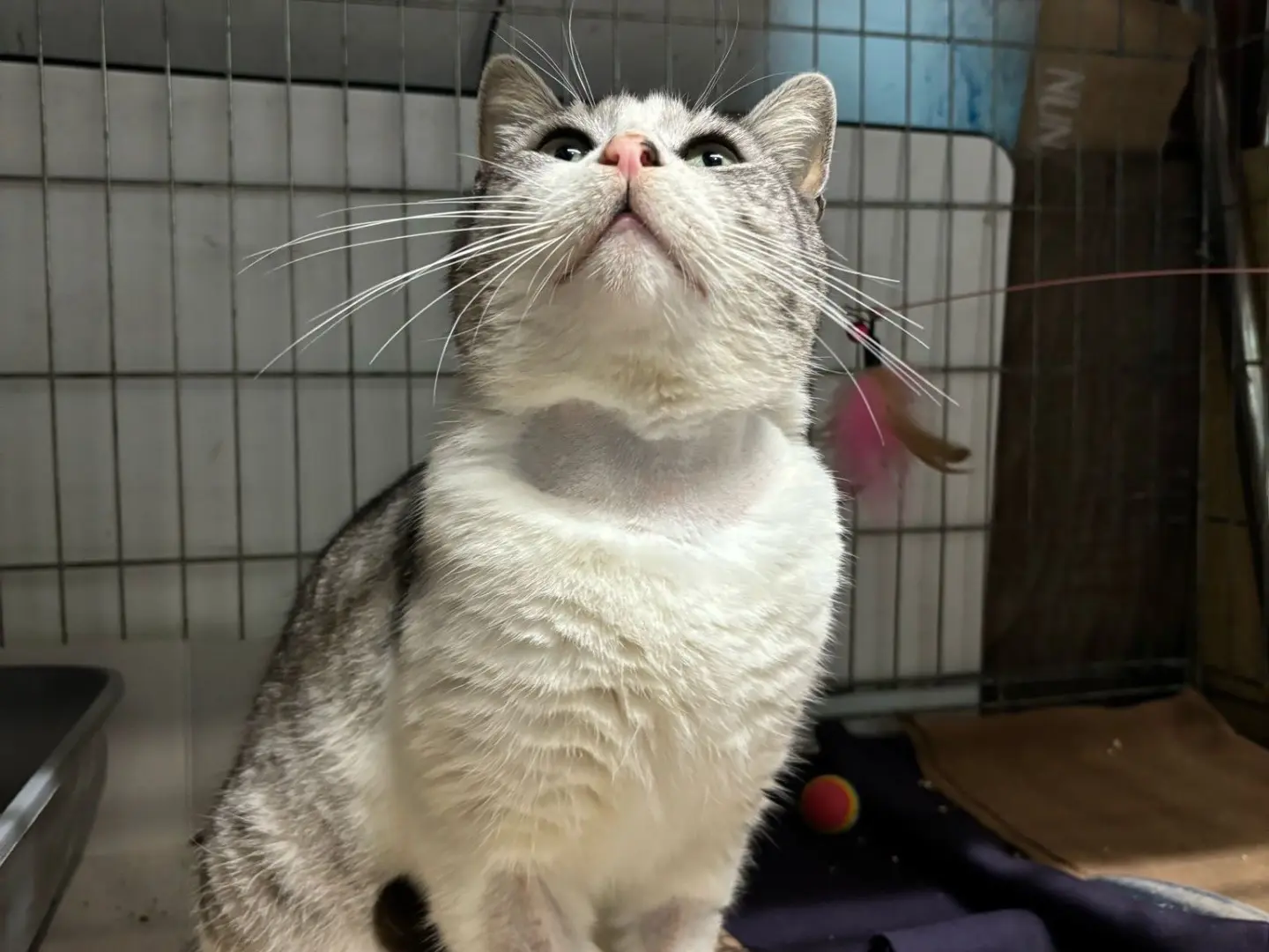 Vuoi adottare un gatto a Palermo?