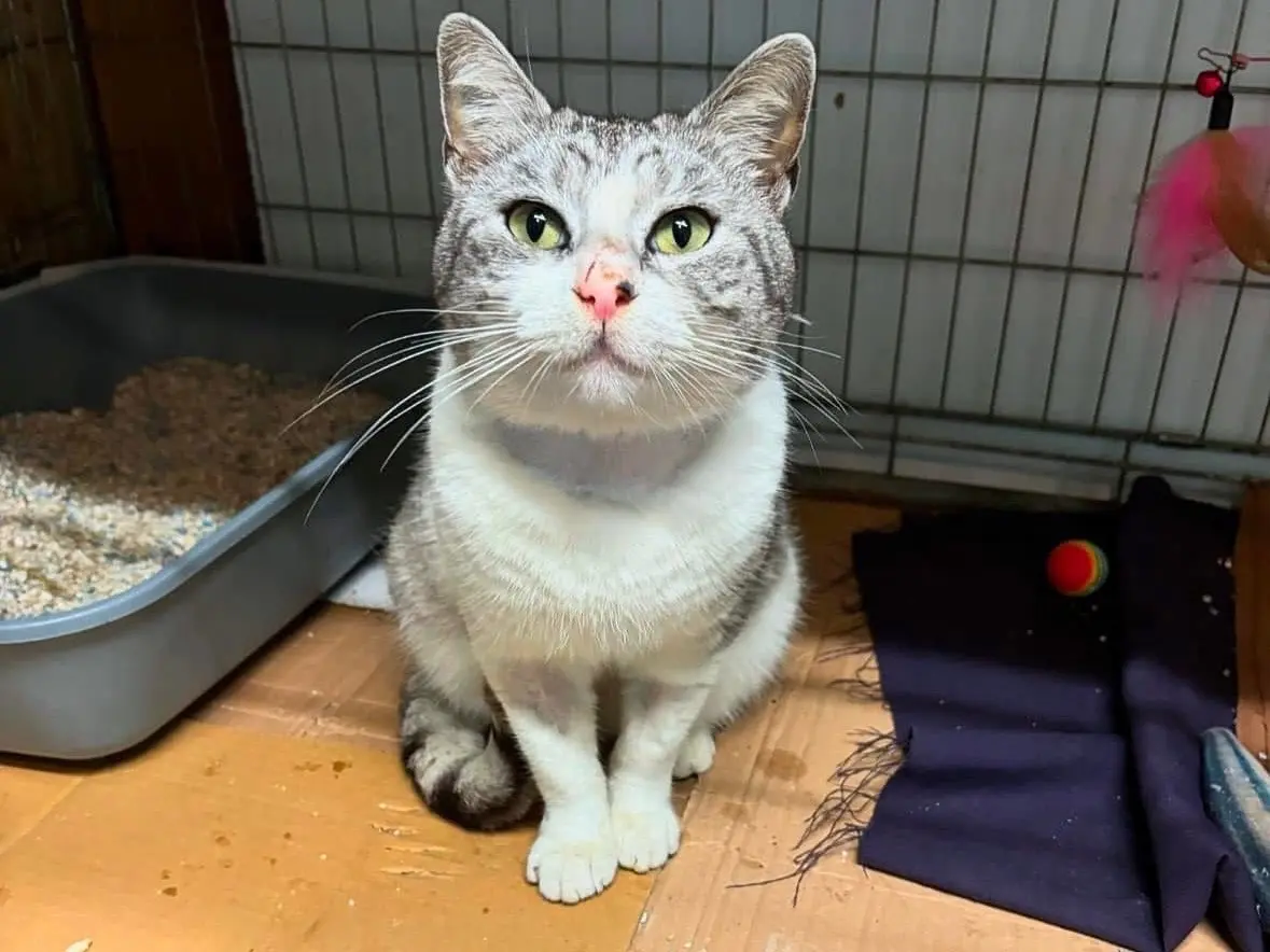 Adozione gatto, maschio, Razza sconosciuta Razza sconosciuta, 3 anni e 1 mese, taglia non valida, Palermo