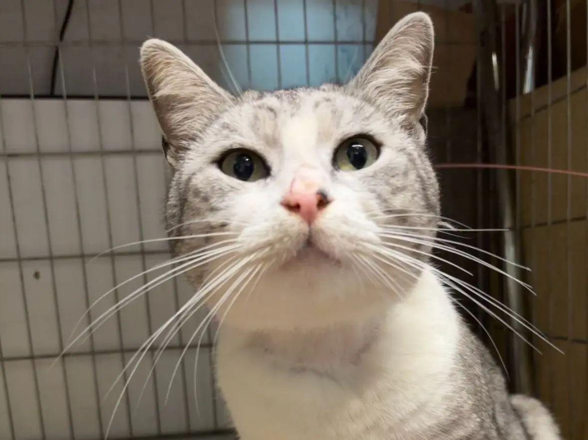 Adotta un gatto, maschio, 3 anni e 1 mese, Palermo