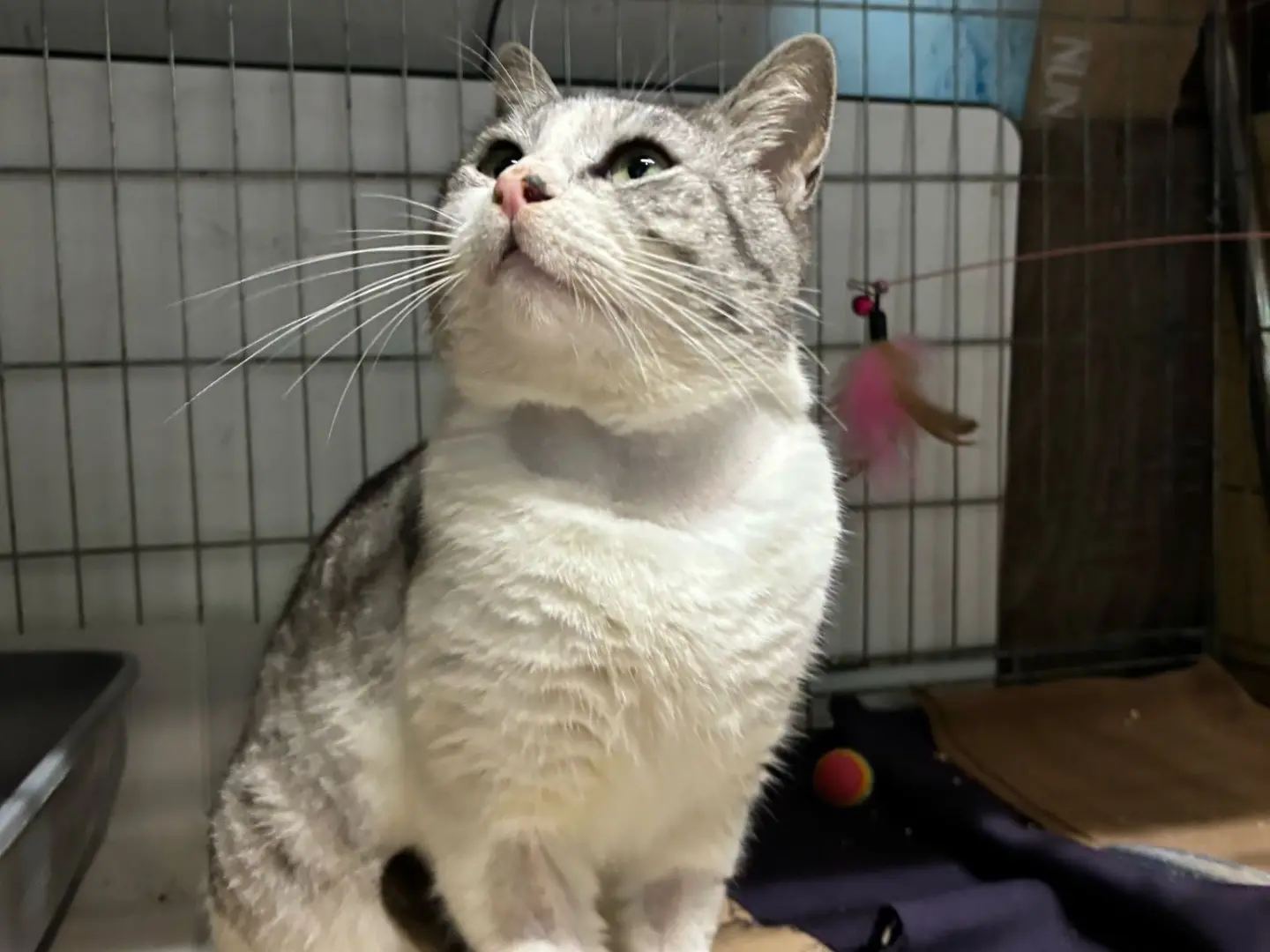 Adotta un gatto, taglia non valida, maschio, Palermo