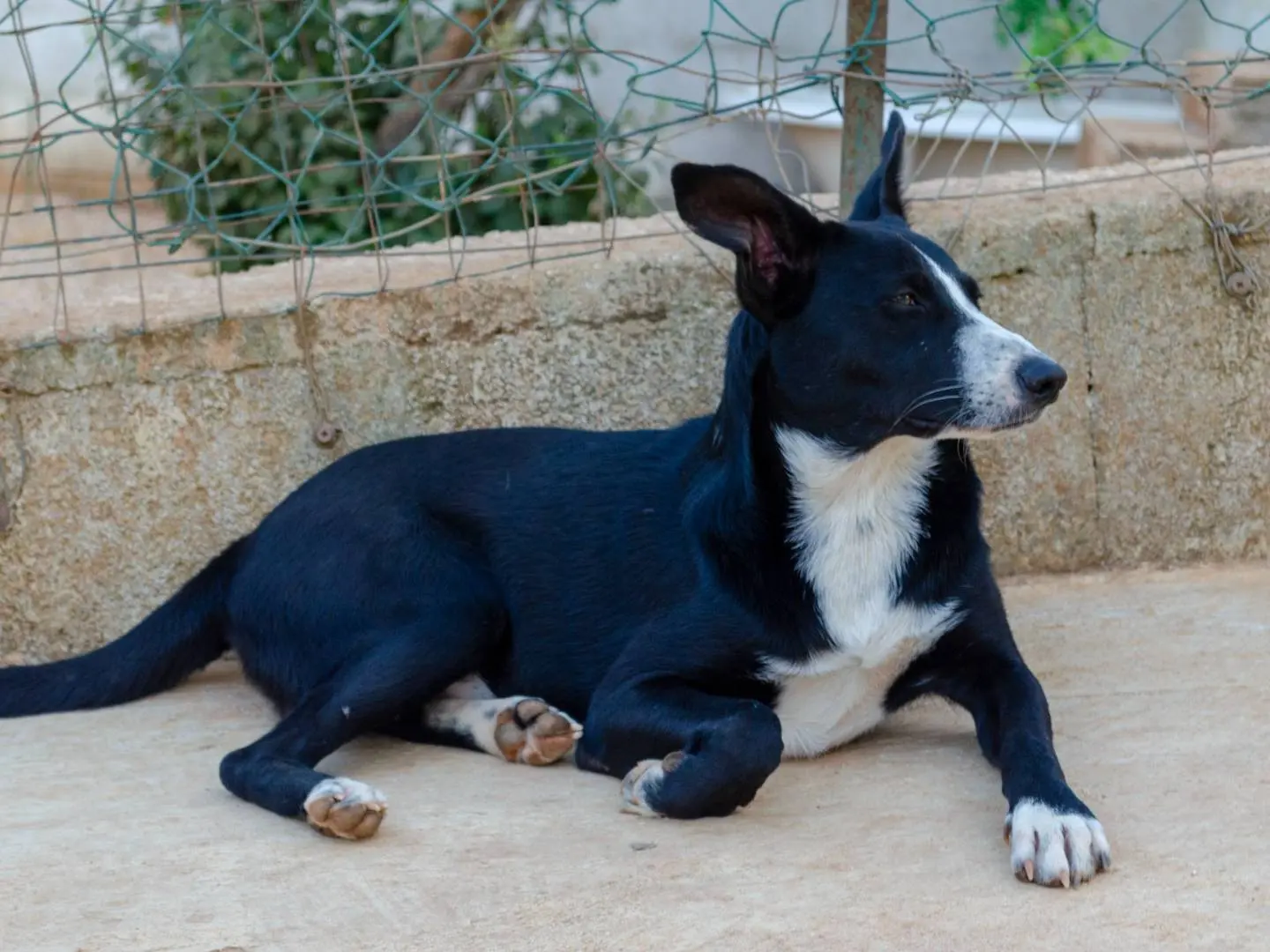 Adotta il cane Luffy a Lecce