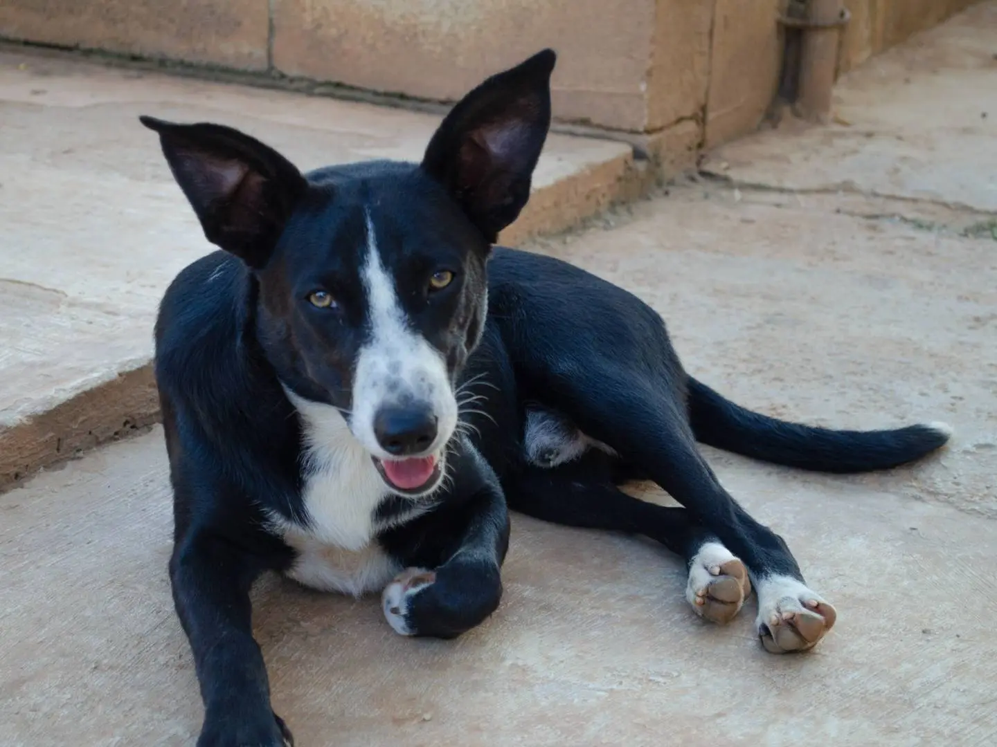Adotta un cane, maschio, 1 anno e 8 mesi, Lecce