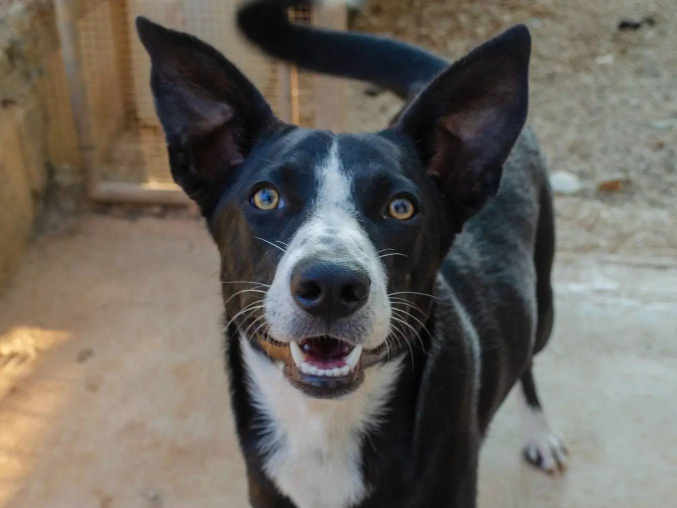 Adozione cane, maschio, Razza sconosciuta Razza sconosciuta, 1 anno e 8 mesi, taglia media, Lecce