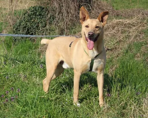 Adotta un cane, maschio, 10 anni e 8 mesi, Bergamo