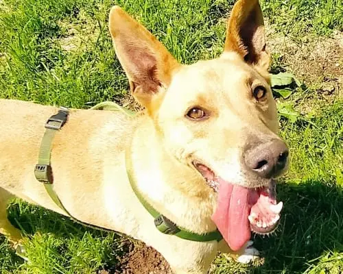 Adotta un cane, taglia grande, maschio, Bergamo