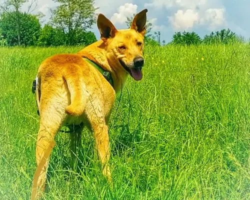 Vuoi adottare un cane a Bergamo?