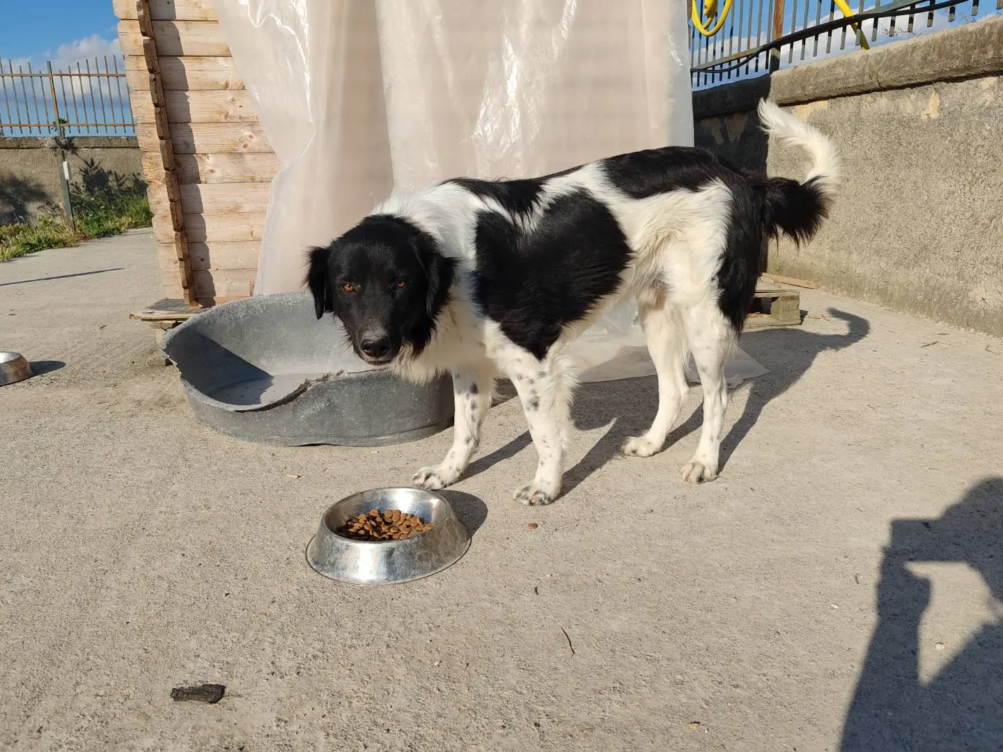 Foto 3 dell'animale