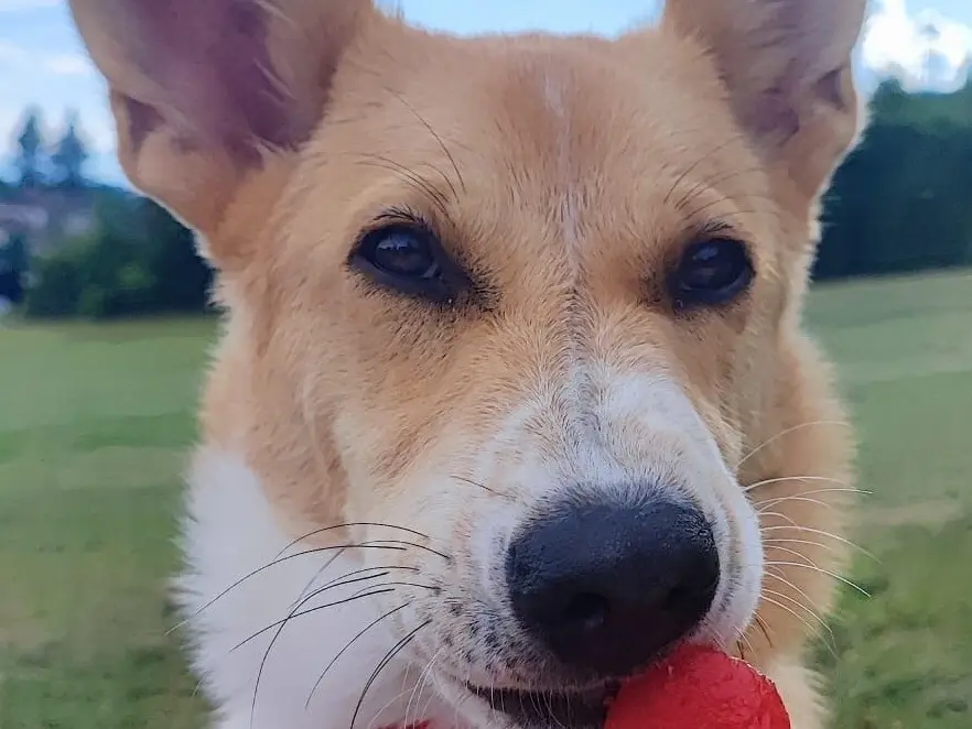 Adotta un cane, taglia media contenuta, femmina, Belluno