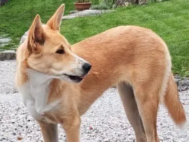 Adotta un cane, femmina, 1 anno e 9 mesi, Belluno