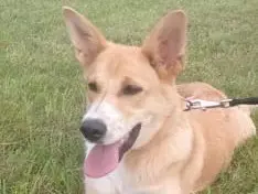 Adozione cane, femmina, Razza sconosciuta Razza sconosciuta, 1 anno e 9 mesi, taglia media contenuta, Belluno