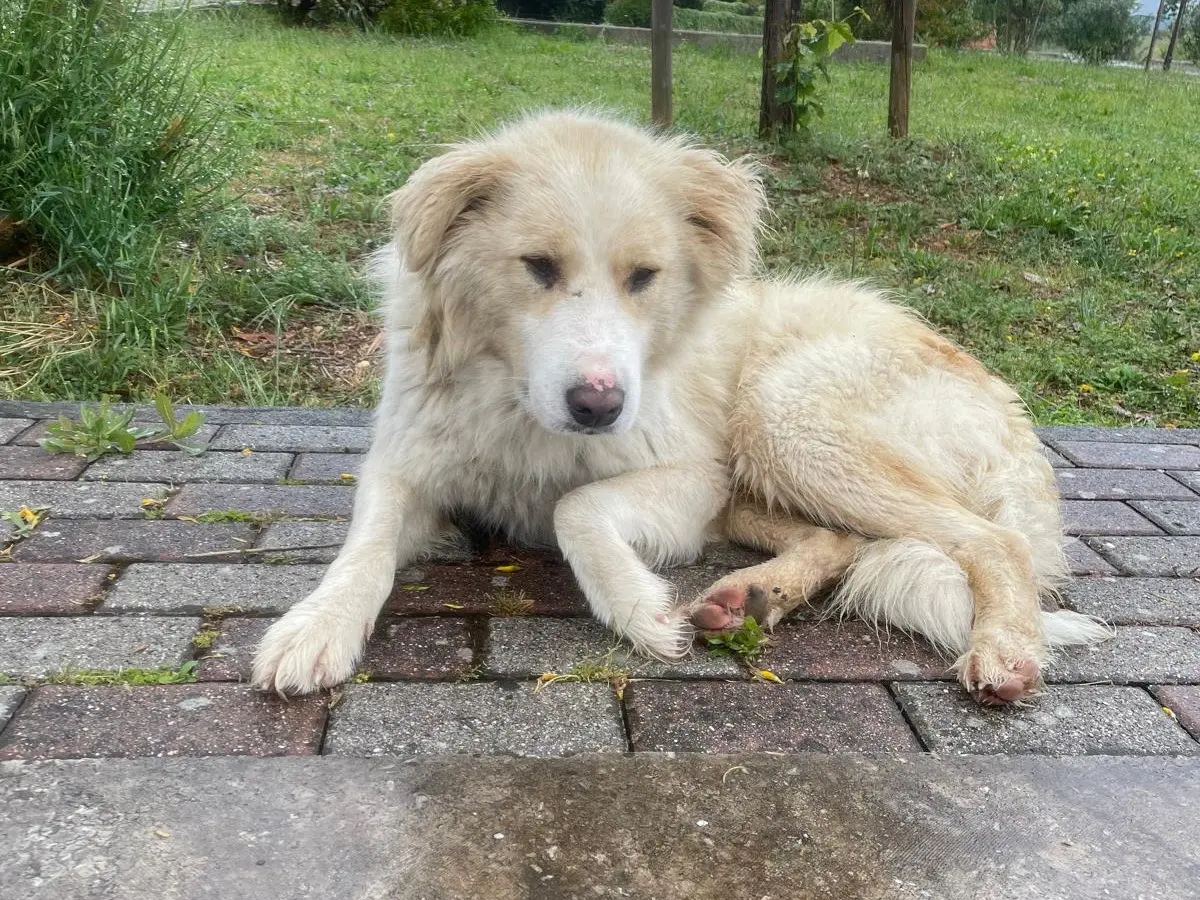Adotta un cane, maschio, 4 anni e 3 mesi, Frosinone