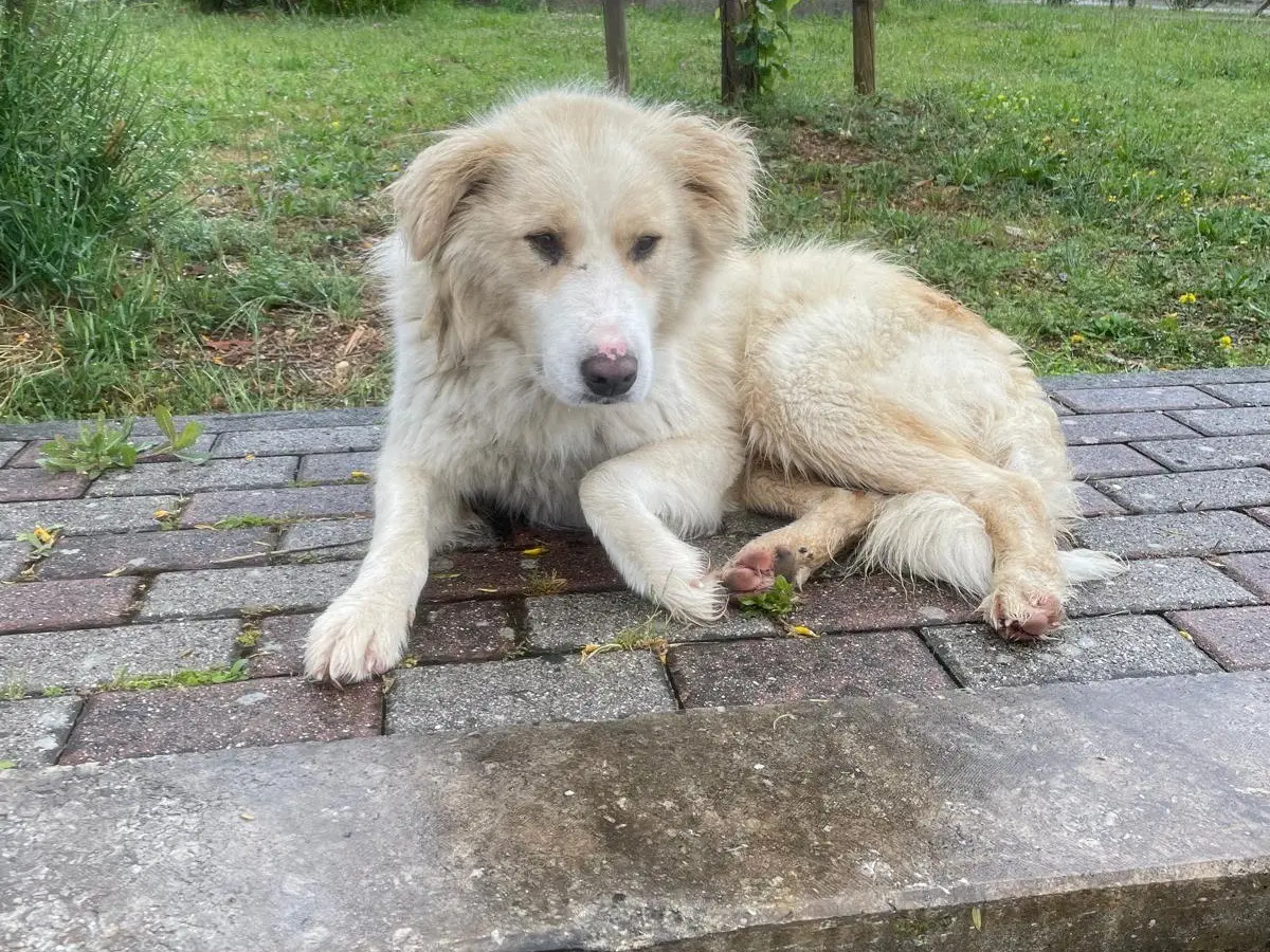 Adozione cane, maschio, Razza sconosciuta Razza sconosciuta, 4 anni e 3 mesi, taglia grande, Frosinone