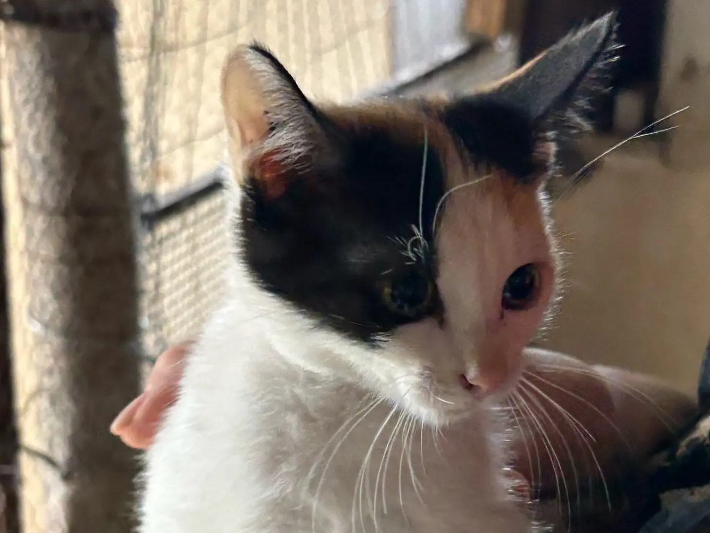 Adotta un gatto, taglia non valida, femmina, Siracusa