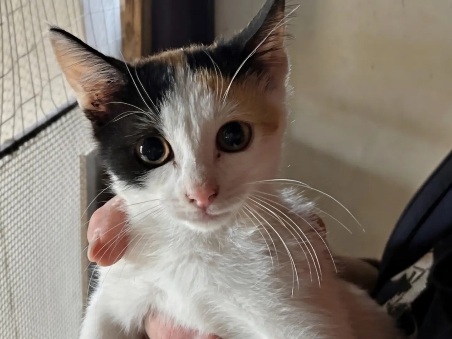 Adozione gatto, femmina, Razza sconosciuta Razza sconosciuta, 2 mesi, taglia non valida, Siracusa