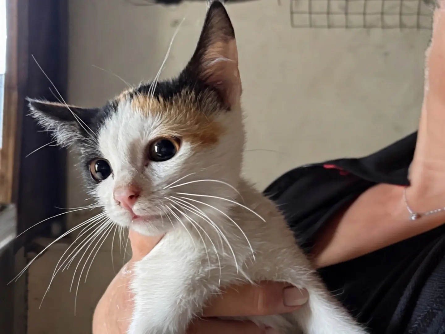 Adotta un gatto, femmina, 2 mesi, Siracusa