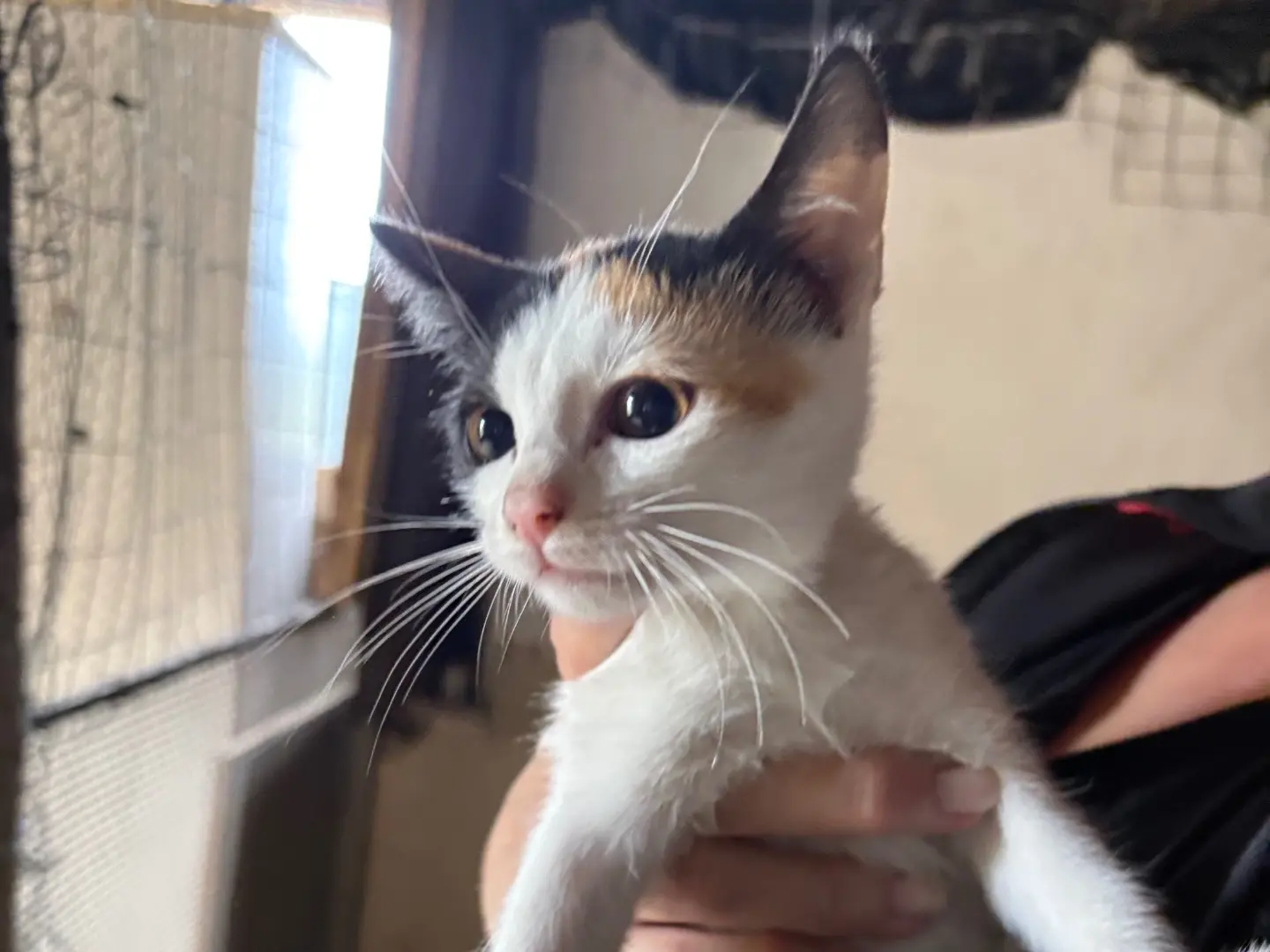 Vuoi adottare un gatto a Siracusa?