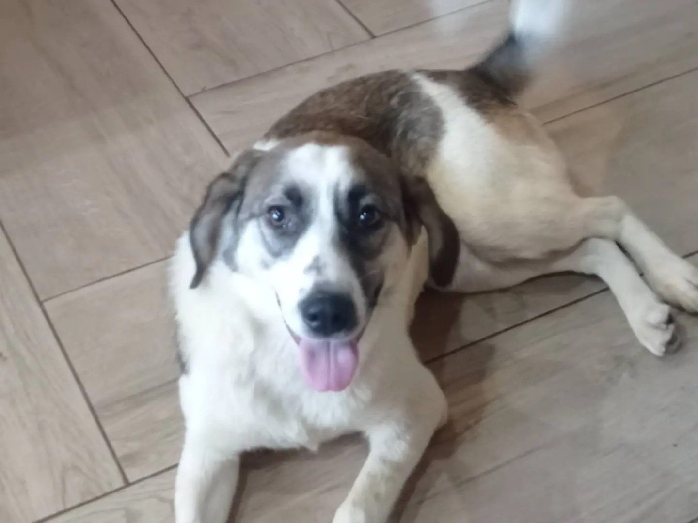 Adozione cane, femmina, Razza sconosciuta Razza sconosciuta, 1 anno e 2 mesi, taglia media, Catanzaro