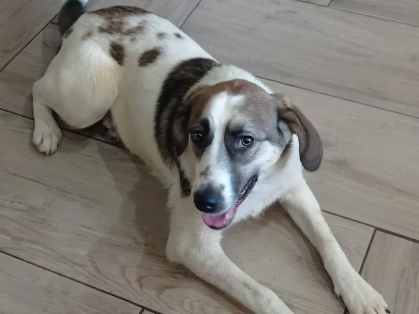 Adotta un cane, femmina, 1 anno e 2 mesi, Catanzaro